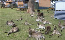 Durras Lake North Holiday Park - Accommodation ACT 4