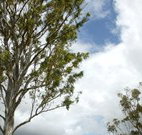 Glen Villa Resort and Tourist Park Casino - Accommodation ACT