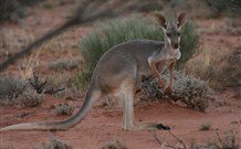 Pimpara Lake Stationstay - Accommodation ACT 1