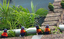Aquajet Motel - Coffs Harbour - Accommodation ACT 4