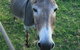 Alstonville Country Cottages - thumb 3
