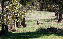 Amazing Country Escapes - Lakeview Luxury Cabins - Accommodation ACT 2