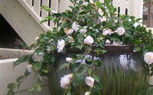 Amore Boutique Bed And Breakfast - Accommodation ACT 2
