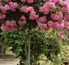 Eden Bed and Breakfast - Accommodation ACT