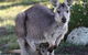 Whispering Pines Bush Retreat - thumb 6