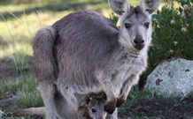 Whispering Pines Bush Retreat - Accommodation ACT 6