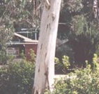 Chifley Dam Cabins - Accommodation ACT