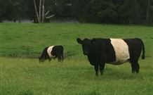 Mulberry Cottage - Accommodation ACT 1