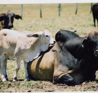 Henderson Park Farm Retreat - Accommodation ACT