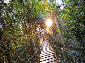 O'Reilly's Rainforest Retreat - Accommodation ACT 0