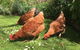 Aggies Bed And Breakfast - thumb 3
