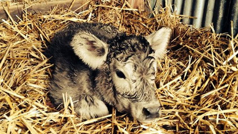 Freshwater Creek Cottages - Accommodation ACT 7