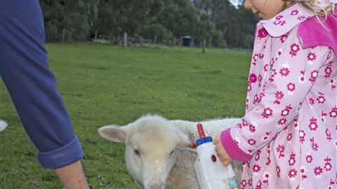 Freshwater Creek Cottages - Accommodation ACT 6