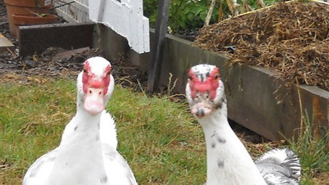 Johanna River Farm And Self Contained Cottages - Accommodation ACT 5