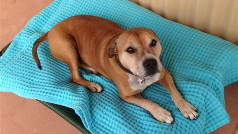 Bells By The Beach Holiday House Ocean Grove - Accommodation ACT 1