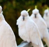 Aireys Inlet Getaway Resort - Accommodation ACT