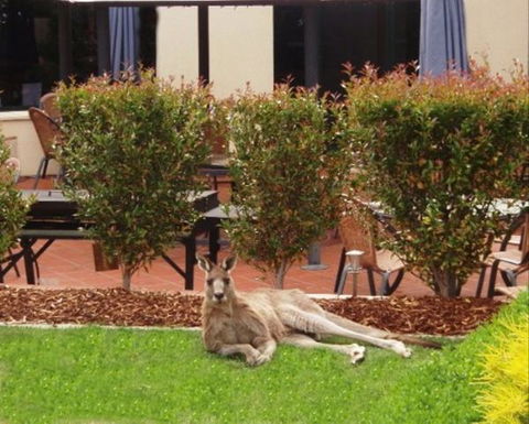 Alpha Canberra Hotel And Apartments - Accommodation ACT 1