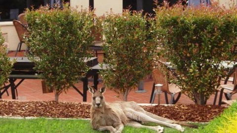 Alpha Canberra Hotel And Apartments - Accommodation ACT 0