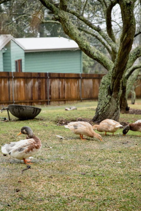 Mount Victoria Manor - Accommodation ACT 3