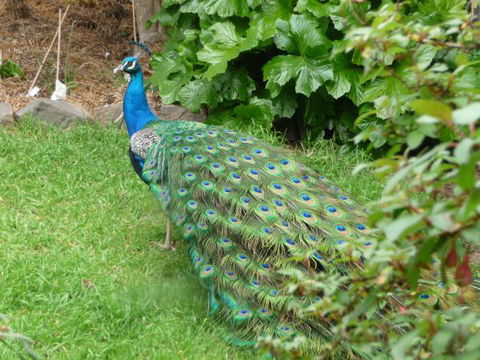 Eurambeen Historic Homestead And Gardens - Accommodation ACT 4