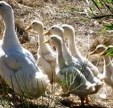 Duck Duck Goose Bed and Breakfast - Accommodation ACT