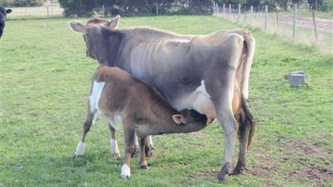 Animal Land - Accommodation ACT 0