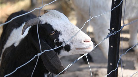 Cloud End Farmstay - Accommodation ACT 3