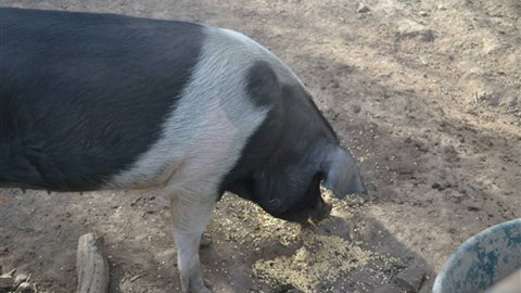 Cloud End Farmstay - Accommodation ACT 4