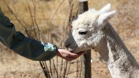 Cloud End Farmstay - Accommodation ACT 6