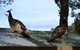 Cloud End Farmstay - thumb 5