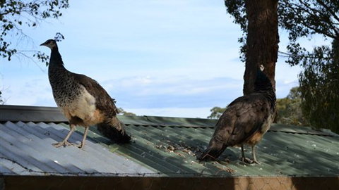 Cloud End Farmstay - Accommodation ACT 5