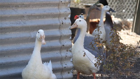 Cloud End Farmstay - Accommodation ACT 8