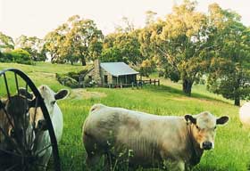Adelaide Hills Country Cottages - Gum Tree Cottage - Accommodation ACT 1