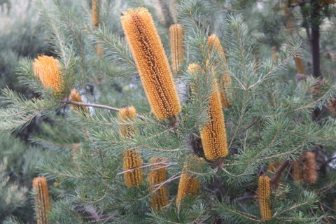 Kurringai Cottage - Accommodation ACT 7