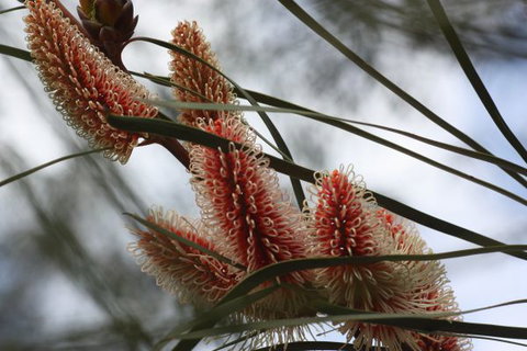 Kurringai Cottage - Accommodation ACT 8