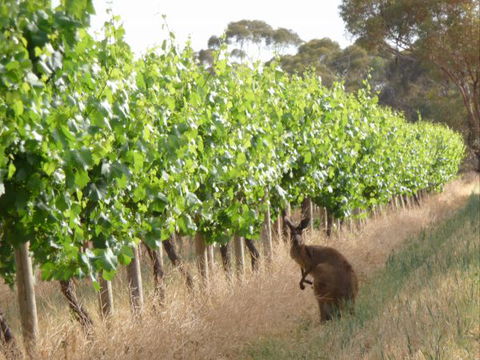 Angas Plains Wines Suites - Accommodation ACT 6