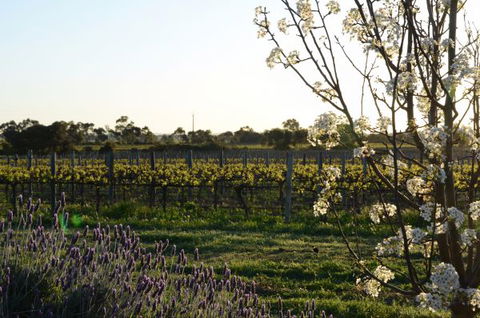Angas Plains Wines Suites - Accommodation ACT 7