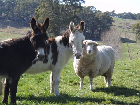 Avaleigh Elms Farmstay - Accommodation ACT 0