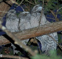 BIG4 Kelso Sands Holiday  Native Wildlife Park - Accommodation ACT