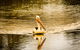 River Shack Rentals - Brenda Park - thumb 0