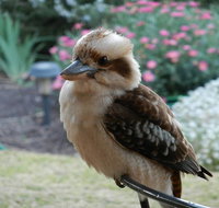 Glenbar Cottage - Accommodation ACT