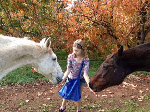 Balingup Heights Hilltop Forest Cottages - Accommodation ACT 10