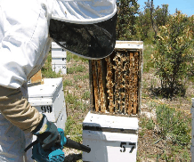 The House of Honey - Accommodation ACT