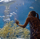 The Aquarium of Western Australia - Accommodation ACT