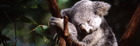 Koala and River Cruise by Mirimar Cruises - Accommodation ACT