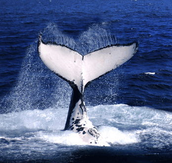 Brisbane Whale Watching - Accommodation ACT