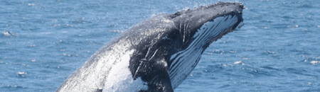Brisbane Whale Watching - Accommodation ACT 2