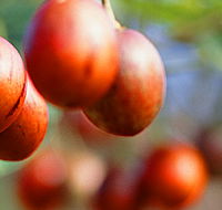 Tropical Fruit World - Accommodation ACT