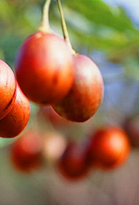 Tropical Fruit World - Accommodation ACT 0