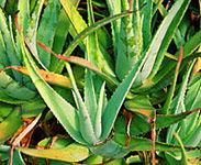 Tropical Fruit World - Accommodation ACT 1